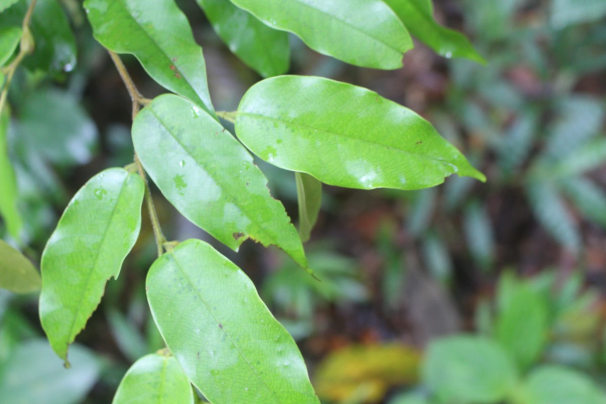 Doona trapezifolia Thwaites